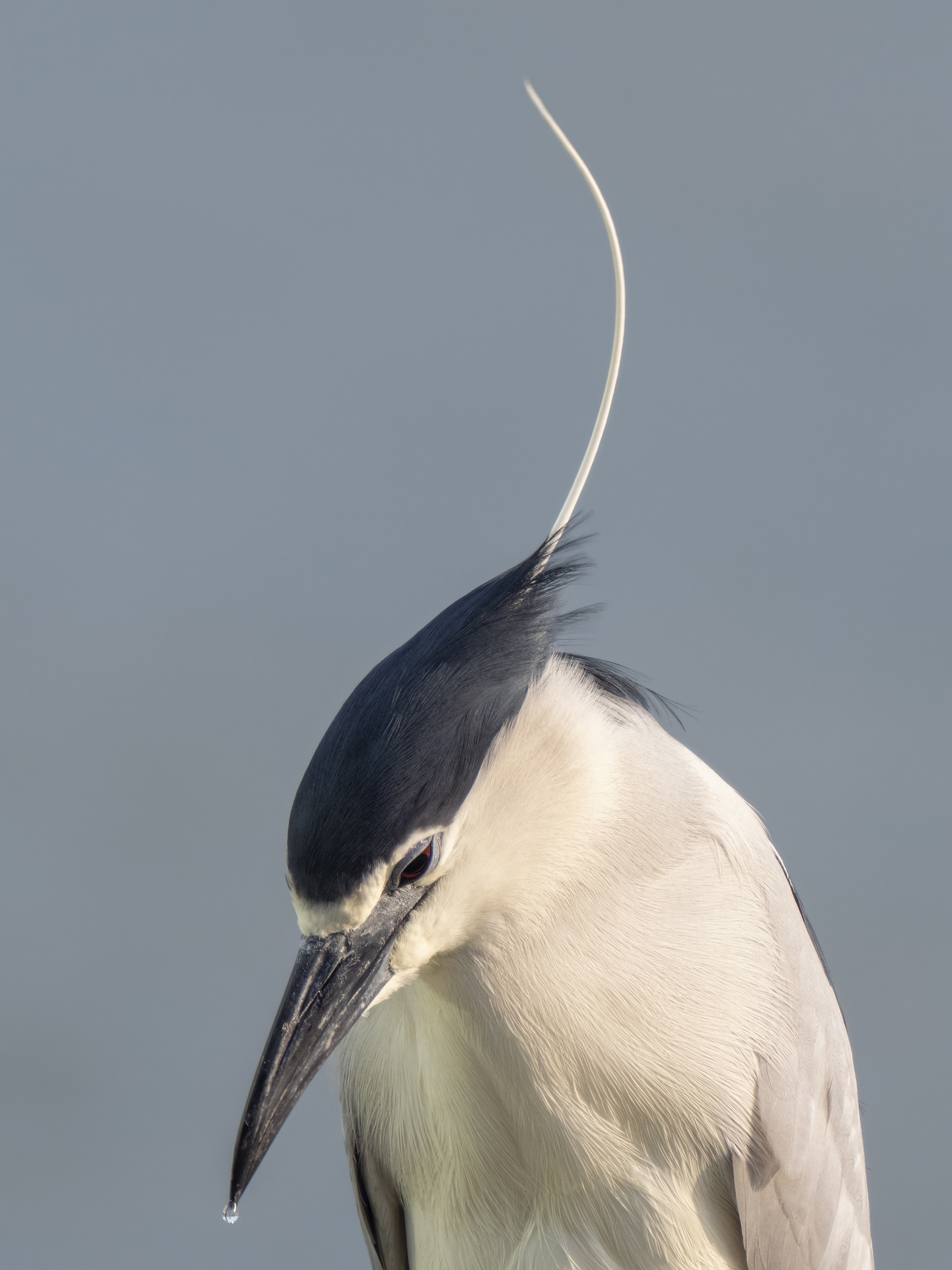 奥林巴斯60mm微距尺寸,奥林巴斯2000mm镜头