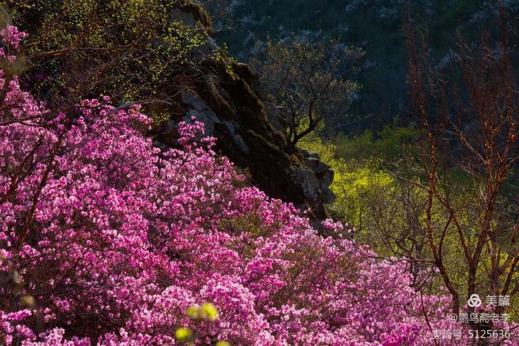 赤峰日报蒙古文,赤峰日报2005