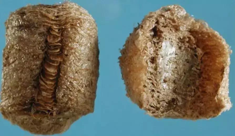 每天一味中药,每天一味中药桑螵蛸