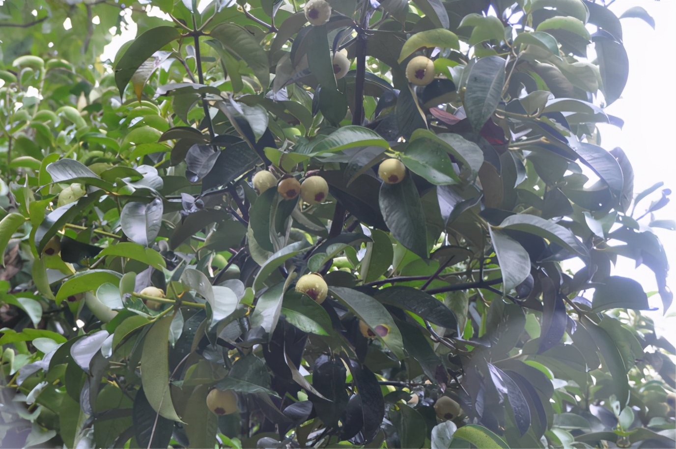 百种果子简介,百种果实图片