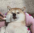 平价替代是什么意思,别再说什么平价替代了