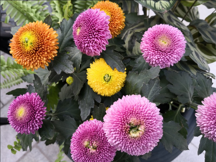 菊花剪下来的枝条怎么办,菊花剪枝后剩余老枝怎么处理