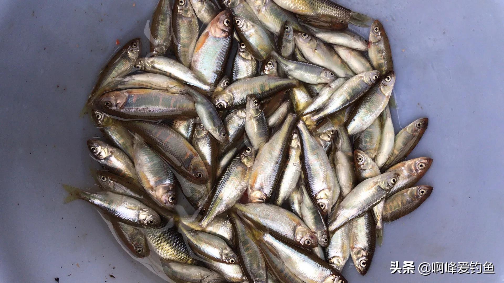 农村人的日常生活钓鱼,小的时候在农村生活钓鱼