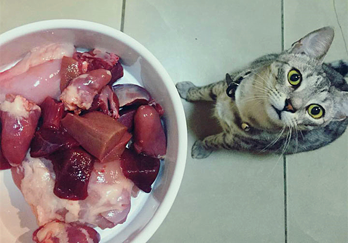 猫咪肥厚性心脏病多久可以恢复,猫咪心脏病一天不吃药有没有关系