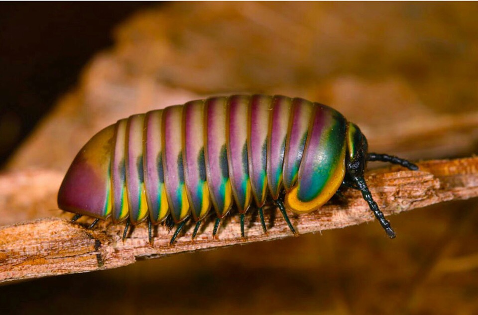 蚰蜒俗称钱串子千足虫,百足虫钱串子是蚰蜒吗