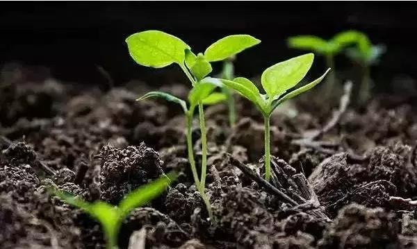 天然高效橙皮精油助剂,橙油助剂与有机硅助剂的区别