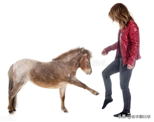 果真这么豪横？我国卖万元一匹，澳大利亚猎杀1万匹野马还嫌不够