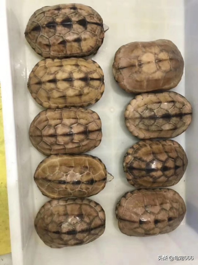 哪种乌龟不容易腐皮腐甲,乌龟腐皮腐甲烂用什么药