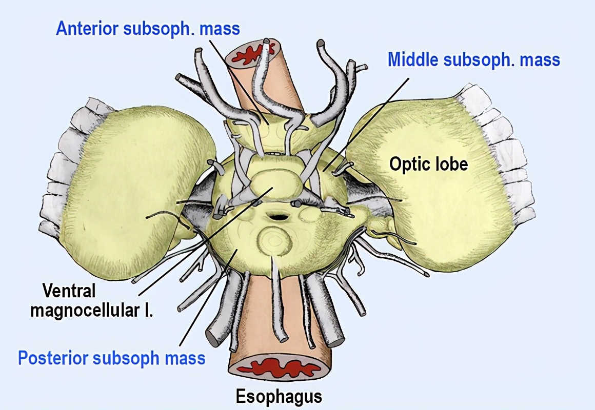 章鱼是外星人后裔？困扰进化论多年，8亿年前就走上了智商捷径