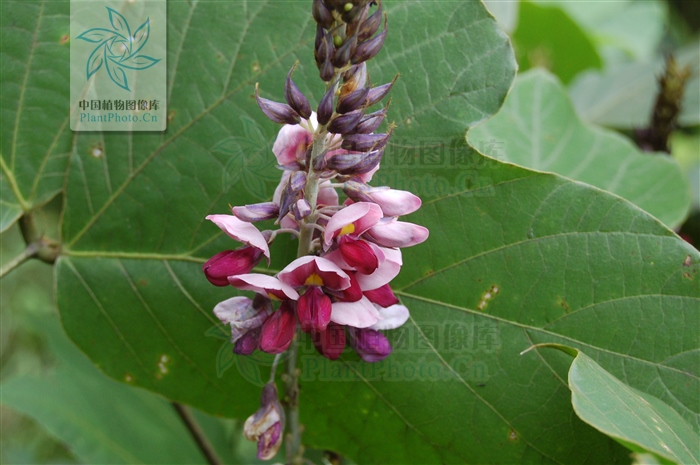 藁本神农本草经,神农本草经葛根原文