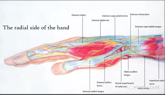 医学解剖创意绘画及作品简介,解剖手骨绘图大赛手绘图
