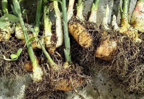 怎样让姜快速发芽做盆栽,盆栽植物姜