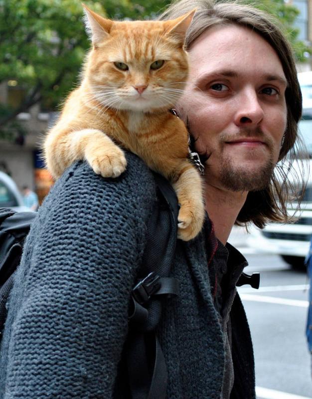 流浪猫鲍勃的主人现在还活着吗,流浪猫鲍勃橘猫原型