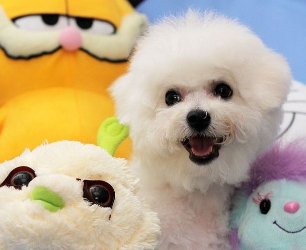 比熊犬的泪痕如何快速去除,比熊犬泪痕去掉小妙招