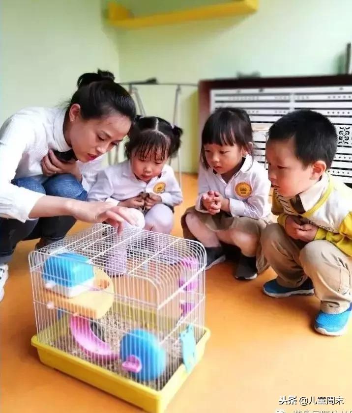 深圳贵族豪门学校,深圳顶级富人区学校