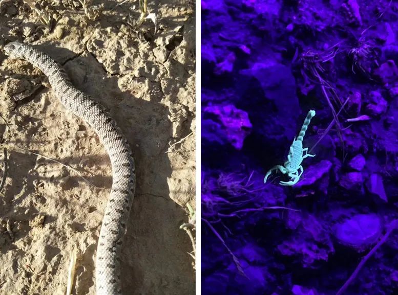 青铜峡中国军人,青铜峡黄河大峡谷军人免费吗