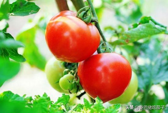 西红柿双蔓整枝打杈打顶视频,西红柿打枝种植方法全过程