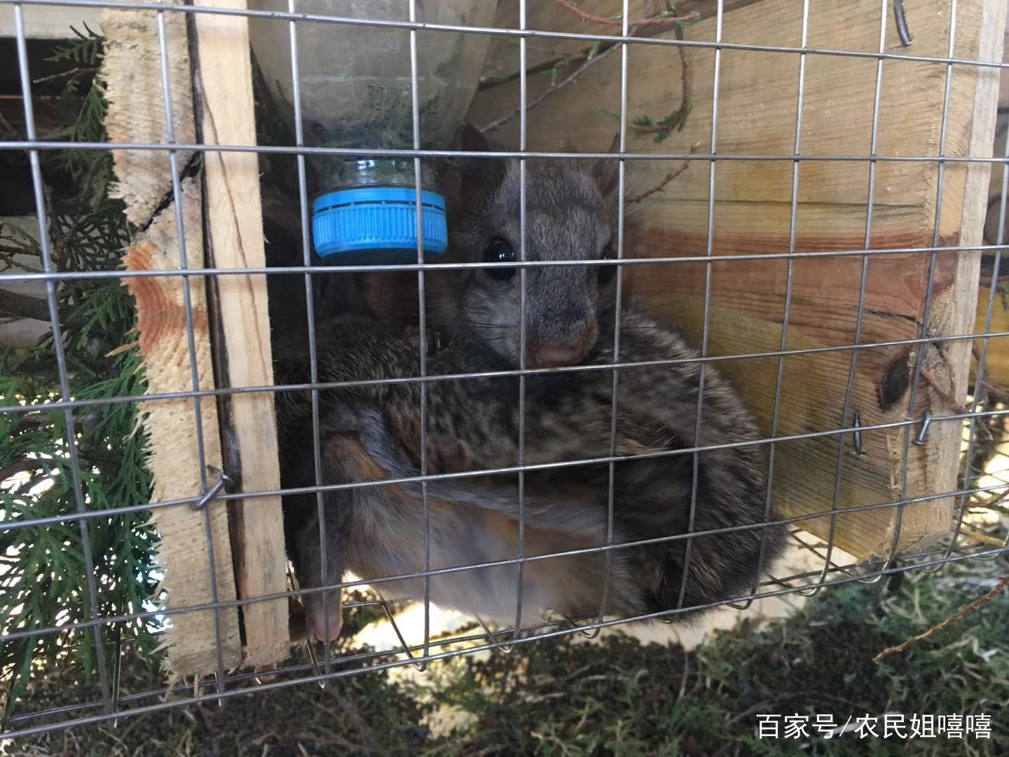 陕西飞鼠生活在哪里,陕西洛南飞鼠基地