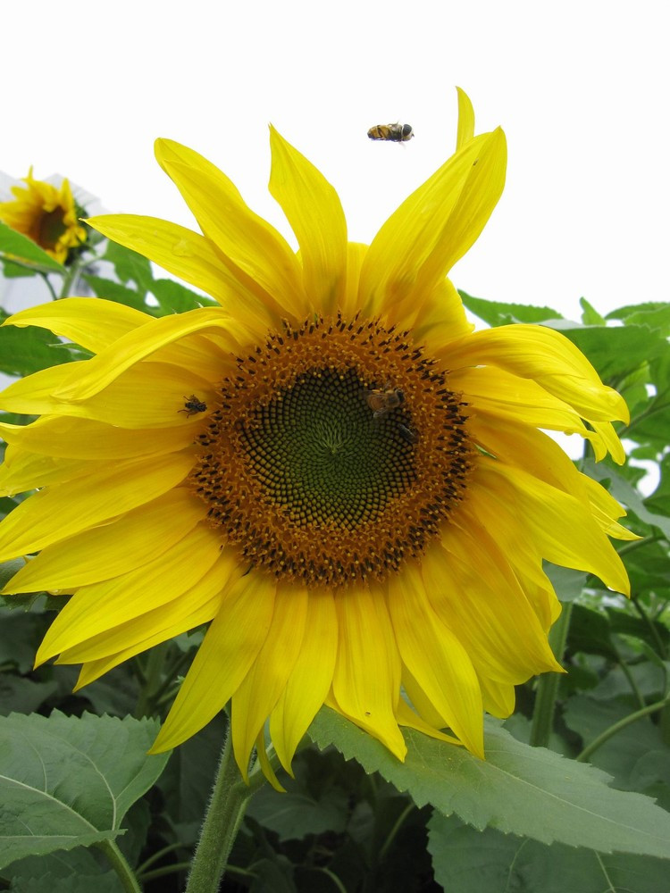 向日葵户外盆栽怎么养活,向日葵养殖小诀窍