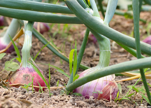 洋葱叶病虫害,洋葱苗黄叶死苗怎么治疗