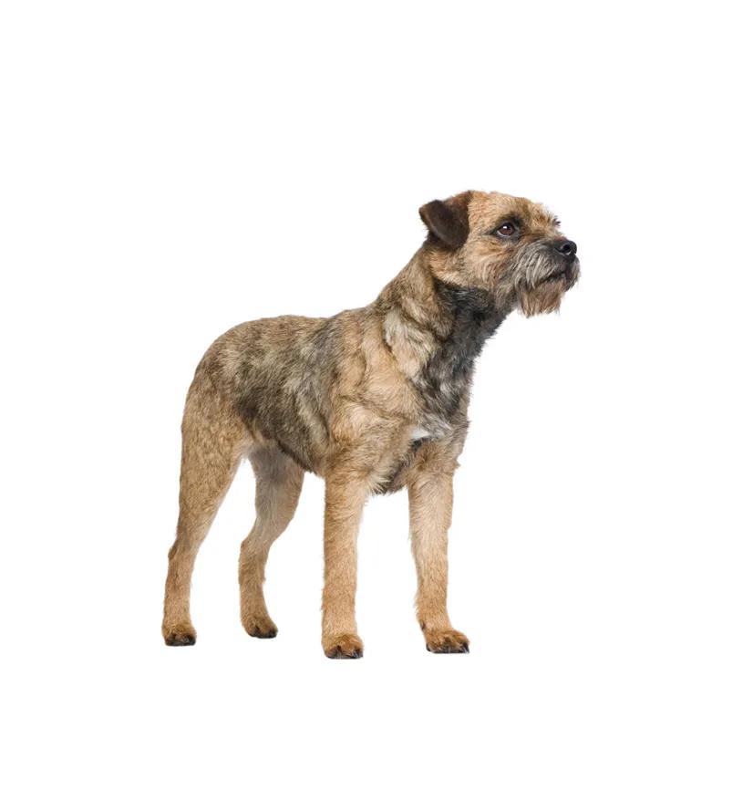 滨州48种烈性犬标准,滨州烈性犬最新规定