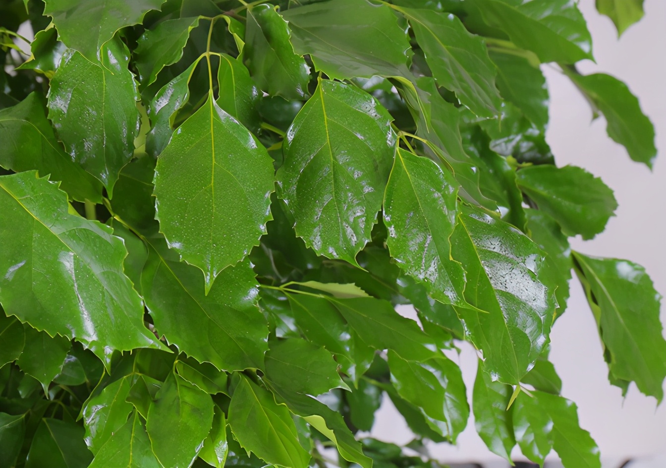 幸福树怎么能长得快又茂盛,幸福树多久从小苗养成老桩