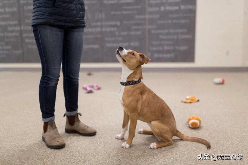 宠物全美大赛,美国奥兰多宠物展冠军