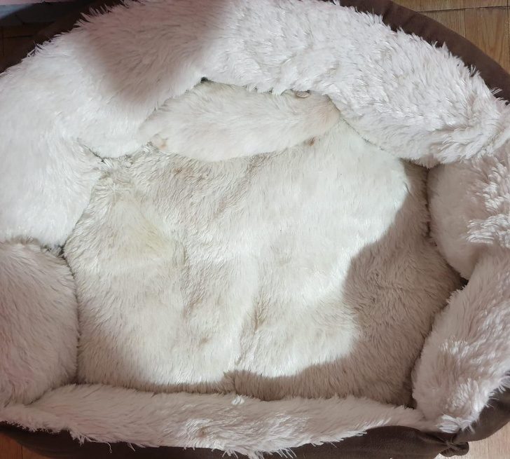 鐚挭鐙楃嫍鎴愮簿浜嗛兘浼氳璇濅簡,鐚挭鐙楃嫍鍙樺寲