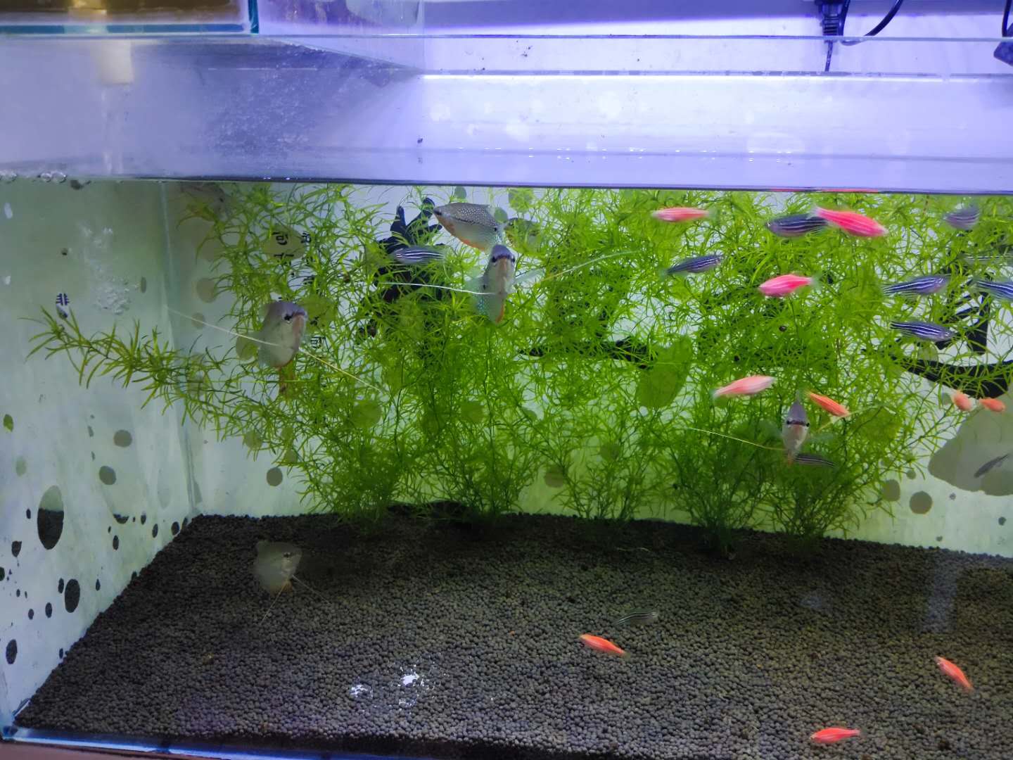 鱼缸水面上的泡沫什么样属于正常,鱼缸水面漂浮多少泡沫需要清理