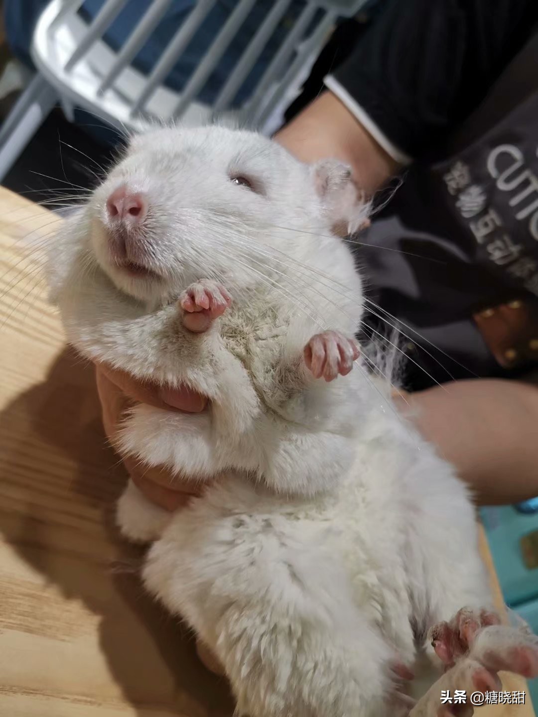 龙猫土拨鼠蜜袋鼯,龙猫真是太可爱了心都要被萌化了