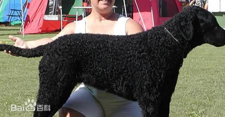 宠物狗大全免费观看,什么狗最好养又听话又聪明大型犬