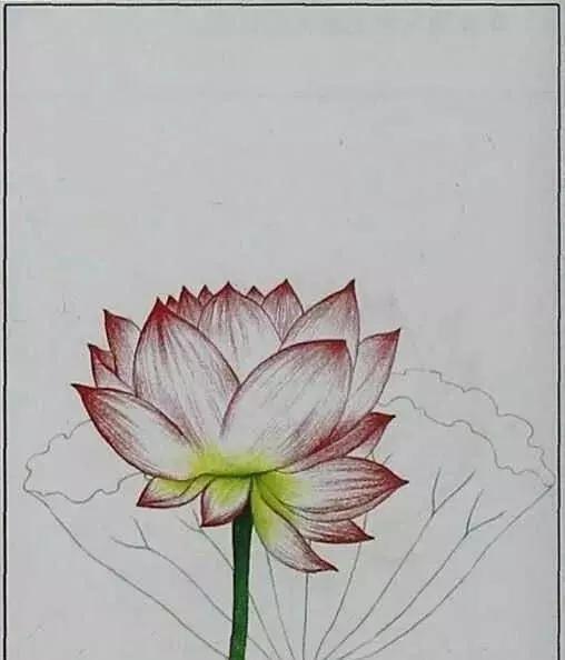 画荷塘与荷花,画一张美丽的荷塘画