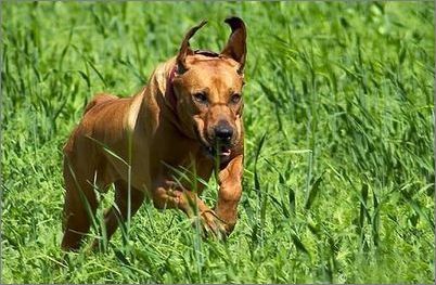 世上最罕见的狗品种图片,全世界狗品种视频