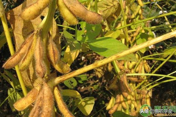 黄豆什么时间施肥施什么肥产量高,农村黄豆的种植方法