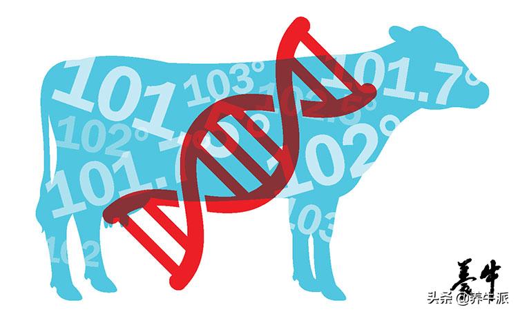 Slick基因助力破解奶牛热应激难题
