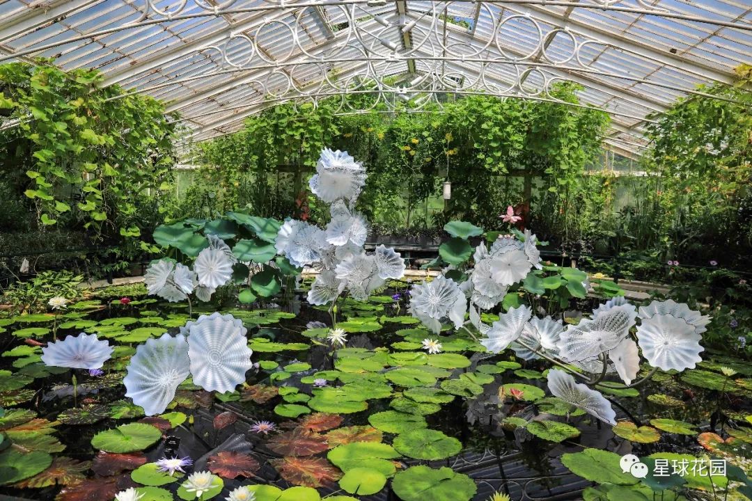 二木带你游花园|邱园（kewgarden）离我们到底有多远？