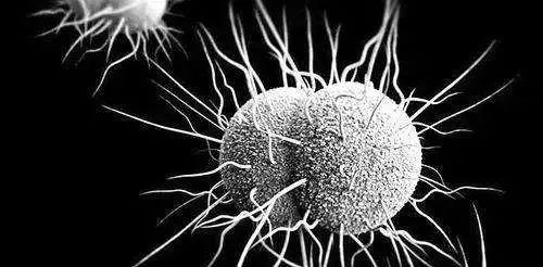 发生耐药怎么办?治疗淋病的新选择