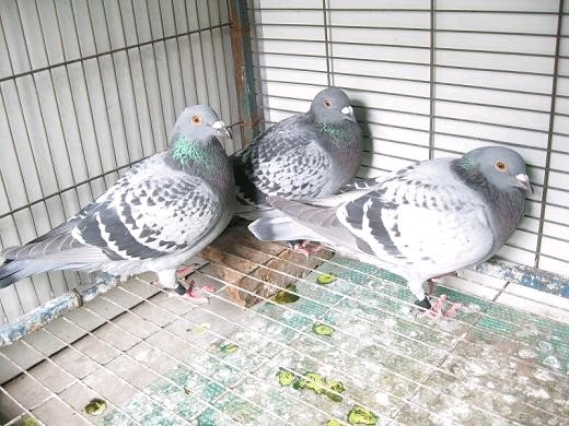 信鸽腺病毒用什么药,信鸽腺病毒后如何快速恢复体能