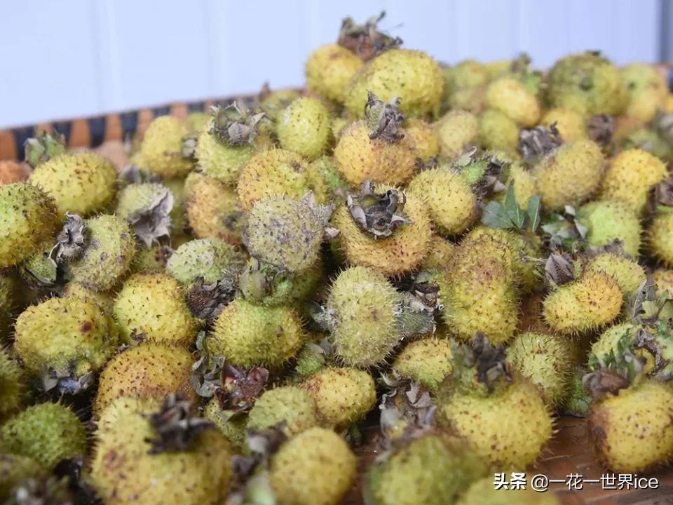 未来10年哪种水果种植前景最好,种植水果玉米前景如何