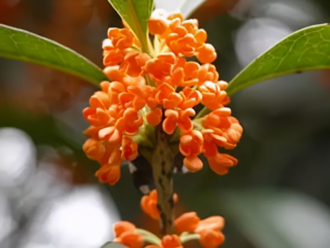 桂花发了好多新芽,桂花品种对比一览表