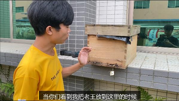 正常蜂群起王台的方法,蜂群老蜂多怎么办