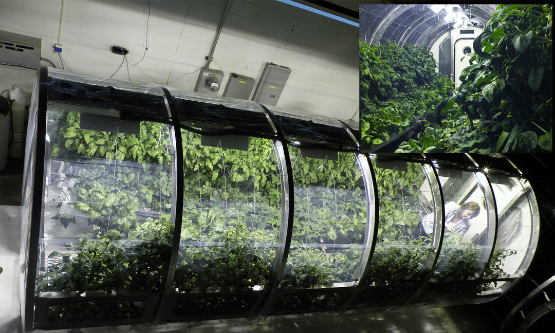 科普在太空种菜的诸多学问,太空上为什么能种菜呢