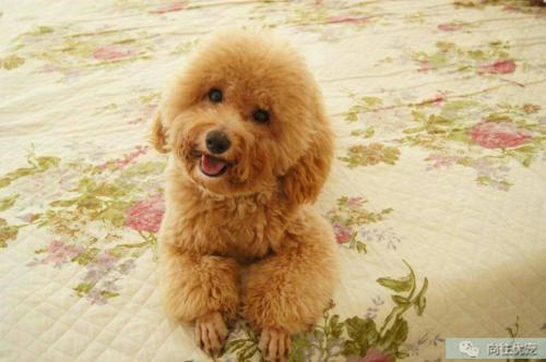 向往优宠宠物怎么养,向往优宠