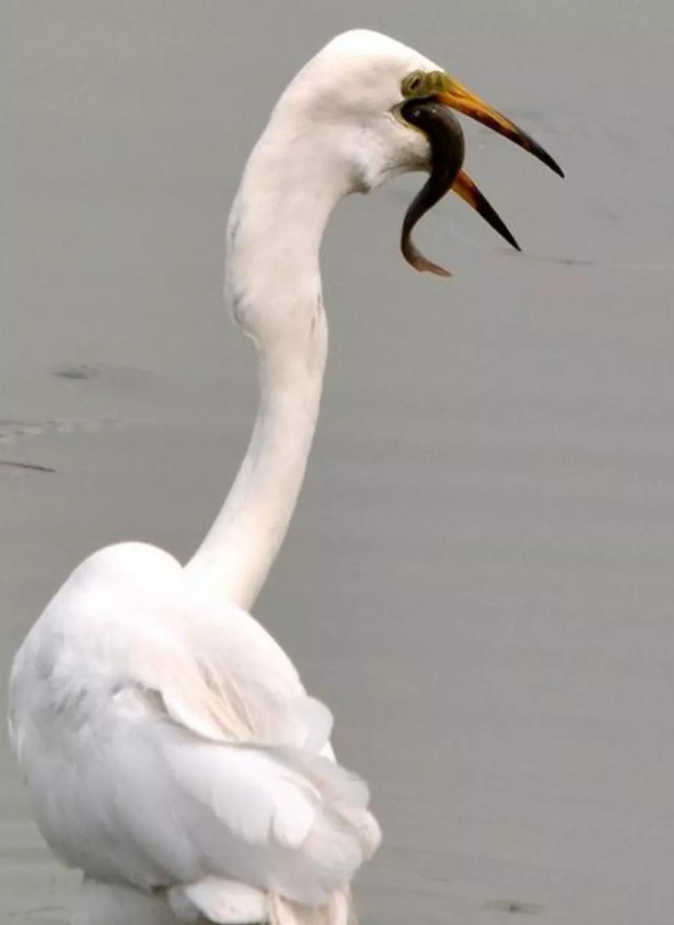 台湾泥鳅养殖视频曝光,台湾泥鳅养殖骗局揭秘