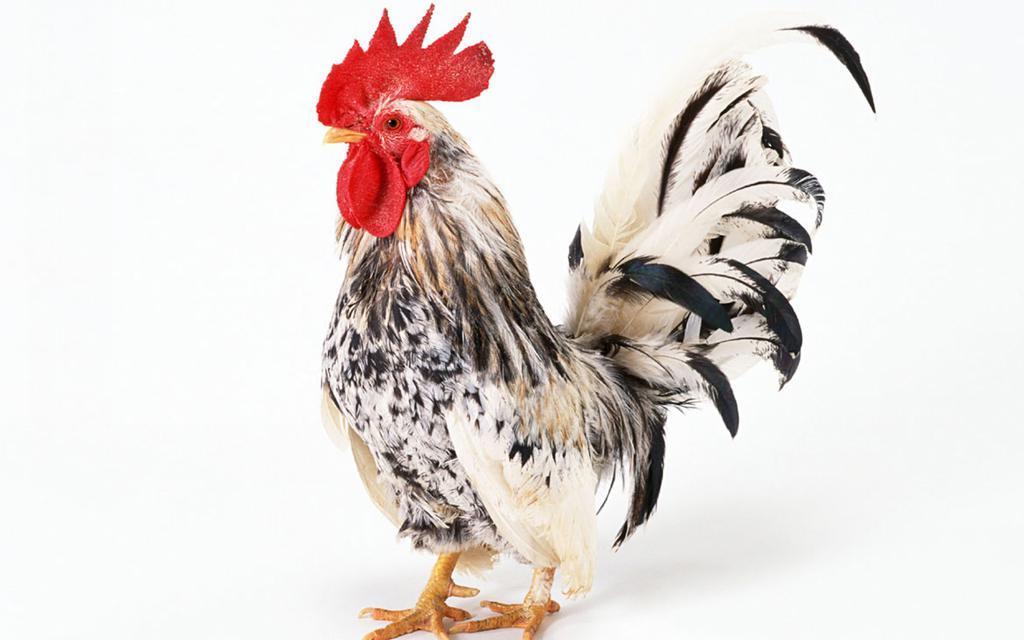 十二生肖合与不合关系口诀,十二生肖的相合与相生怎么记