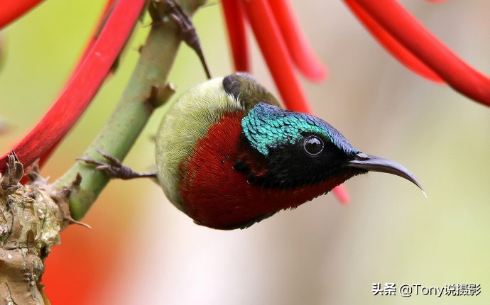 鸟的拍摄技巧和手法,摄影拍摄鸟的技巧