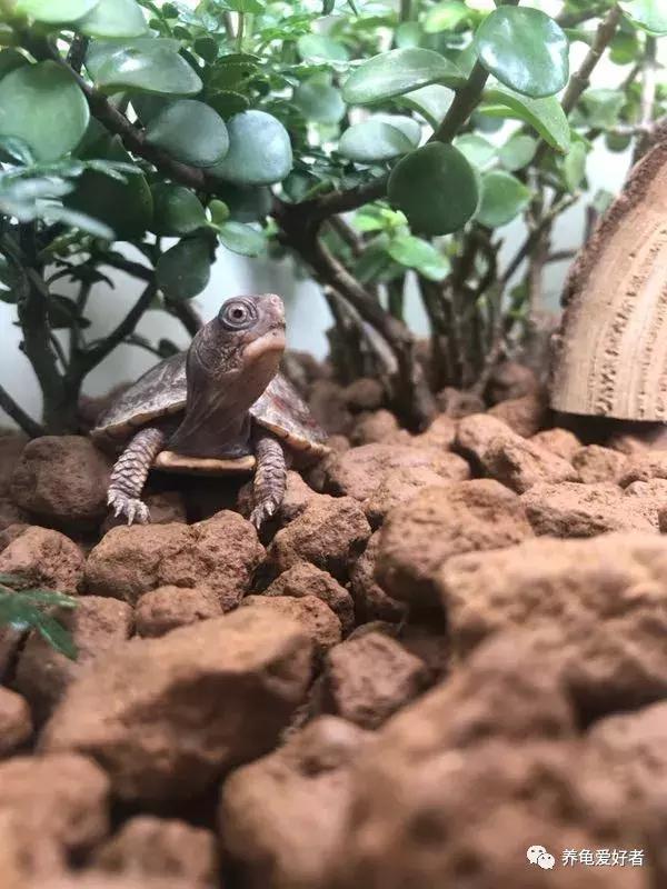 如果你不懂龟，看完之后会想要一只吗？