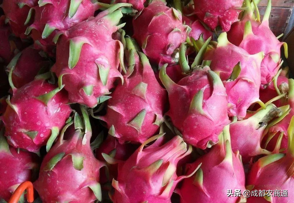 种植火龙果的视频,火龙果的种植技术主蔓何时打顶