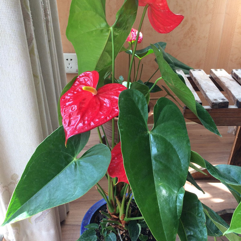 红掌花期怎么施肥,养红掌怎么样施肥才能长出红掌