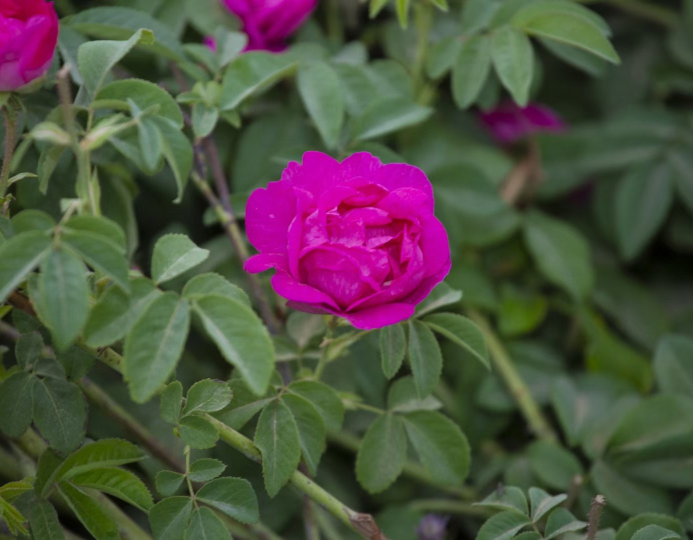 疆新,新疆番茄红素来了解一下